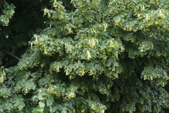 Small-leaved Lime