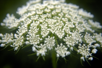 Wild Carrot