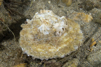 Oyster
