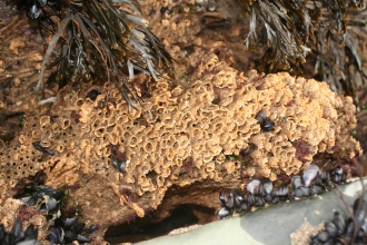 Honeycomb worm