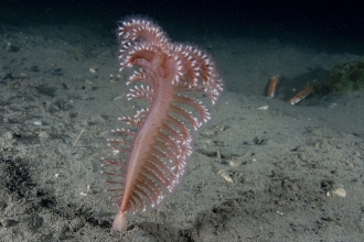 Phosphorescent sea pen