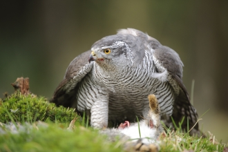 Identify birds of prey Northumberland Wildlife Trust