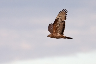 Identify birds of prey  Northumberland Wildlife Trust
