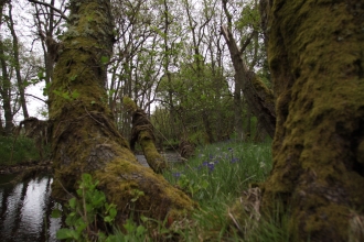 Barrow Burn Wood - Steven Playle