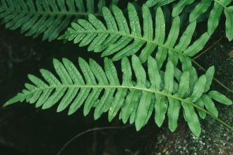 Common polypody