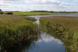 Cresswell Pond - Duncan Hutt