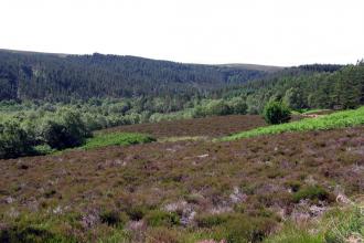 Holystone Burn DH