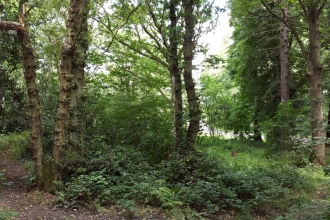 Priestclose Wood - Geoff Dobbins