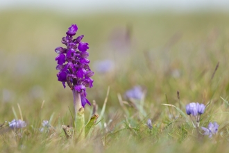 Green winged orchid - Mark Hamblin/2020VISION