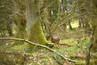 Juliet's Wood - Steven Morris