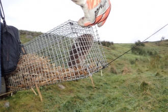 First water vole released