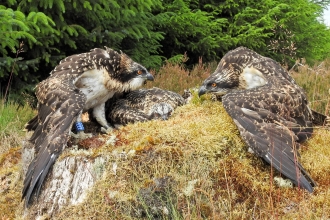 Osprey chicks ringed - Forestry Commission England
