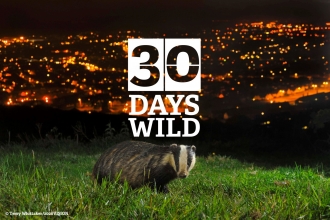 30dayswild badger