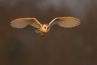 Barn owl - Andy Rouse/2020VISION