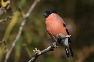 Bullfinch - Tim Mason