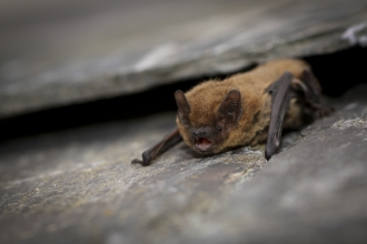 Common pipistrelle - Tom Marshall