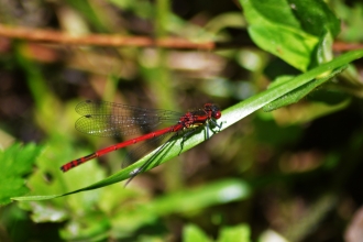 Large red damselfly - James Common
