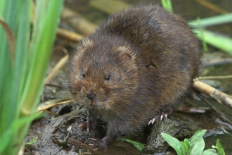 water vole