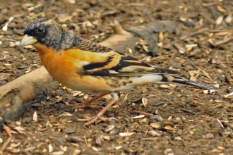 Brambling - Jack Bucknall