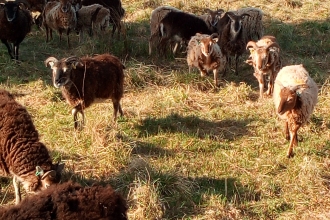 Flexigraze sheep on Longhorsley Moor - Stephen Comber