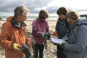 Volunteers surveying - Anna Chouler