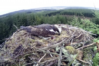 Kielder osprey incubating three eggs - Forestry Commission England