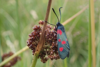 Five-spot Burnet - Andrew Diamond