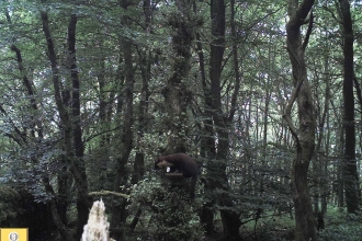 Pine marten Camera footage - John Hartshone.