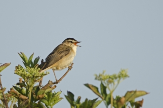 Sedge warbler - David Tipling/2020VISION