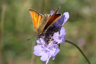 Small Skipper - Duncan Hutt