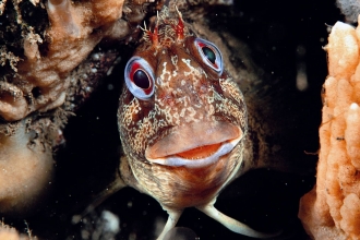 Tompot blenny - Paul Naylor