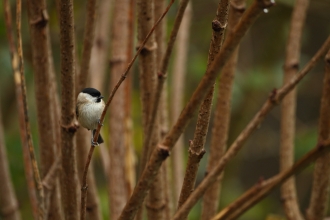 Willow tit - Luke Massey/2020VISION