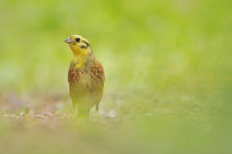 Yellowhammer - Fergus Gill/2020VISION