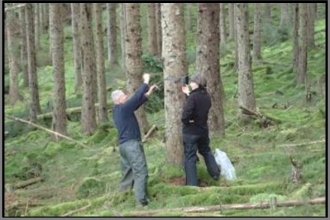 Red squirrel survey - Mel Rockett