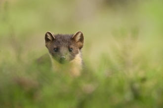 Pine marten - Terry Whittaker/2020VISION