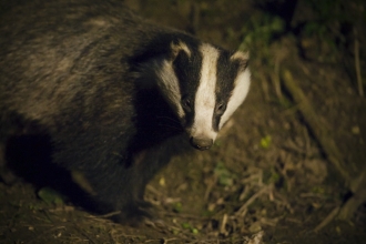 Badger, Neil Aldridge