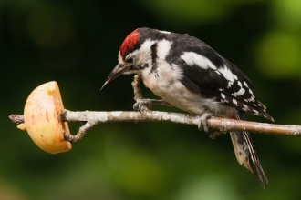 Great spotted woodpecker - Bob Coyle
