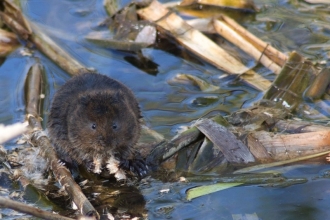 Water vole - Andrew Ramsay