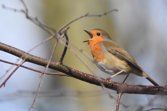 Robin at Kielder - Joel Ireland