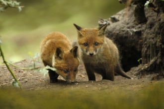 Fox cubs - Jon Hawkins