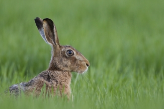 Brown Hare - Mark Hamblin/2020VISION