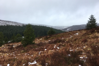 Kielderhead Wildwood site - Joel Ireland