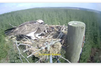 Ospreys at Kielder