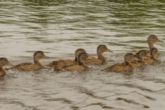 Duck and ducklings - Janet Packham