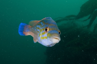 Male cuckoo wrasse - Paul Naylor