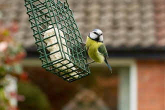 Blue tit - Ben Hall/2020VISION