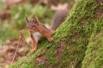 Red squirrel - Joel Ireland