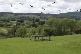 Red kites - Karen Statham