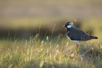 Lapwing - Joel Ireland