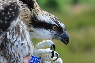 Osprey ringing - Joanna Dailey